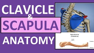 Clavicle and Scapula Anatomy The Pectoral Girdle [upl. by Pudens]