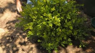 How to Transplant Boxwood Shrubs  Garden Savvy [upl. by Erlandson]