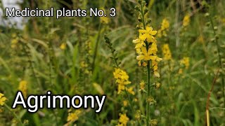 Agrimony Agrimonia eupatoria Medicinal wild plants [upl. by Lecia162]