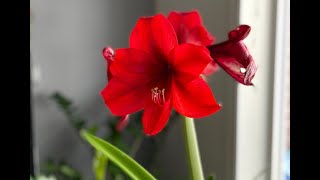 Amaryllis dead heading [upl. by Urba647]