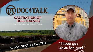 DocTalk Ep 318  Castration of Bull Calves [upl. by Nedyaj]