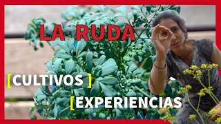 La RUDA 🌿 Cultivo ►Usos ►Beneficios  GUÍA GRATUITA [upl. by Arleyne]