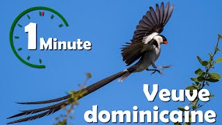 Une minute pour un oiseau  Veuve dominicaine  Yabalex [upl. by Akered]