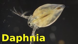 Daphnia [upl. by Natalee]