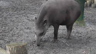 JADERPARK Rastede  Tier und Freizeitpark an der Nordseeküste [upl. by Avot426]