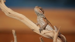 7 Cool Facts about Bearded Dragons  Pet Reptiles [upl. by Aneelehs602]