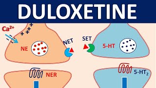 Duloxetine cymbalta  Mechanism precautions interactions amp uses [upl. by Einaled453]