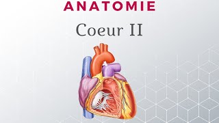 Anatomie du Coeur  Configuration Interne [upl. by Etheline]