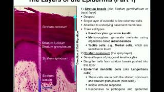 The Integumentary System  The Epidermis [upl. by Hancock85]