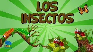 LOS INSECTOS 🐞🦗 Vídeos Educativos para Niños [upl. by Aynik]