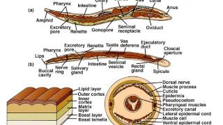 Phylum Nematoda Part 1 Notes [upl. by Tristam]