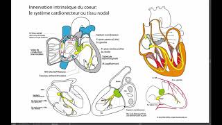 Innervation intrinsèque du coeur [upl. by Airol198]