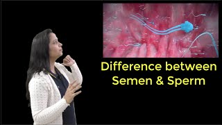 How Is SPERM Different From SEMEN [upl. by Ateuqirne20]