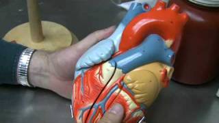 Heart Anatomy Part 1 [upl. by Alarick]