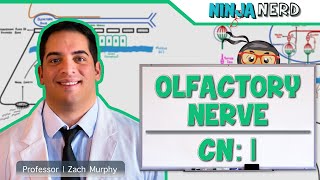 Neurology  Olfactory Nerve Cranial Nerve I [upl. by Peterec]