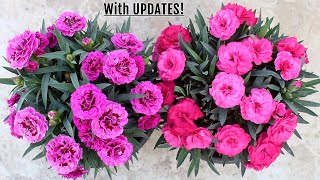 GROWING Carnation and TIPS for MAXIMUM Flowers [upl. by Borrell]