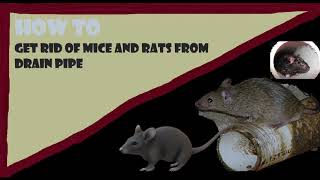 Get rid of micerats from drain pipe [upl. by Milt]