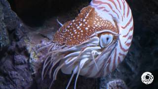 The Chambered Nautilus A Living Link With the Past [upl. by Baugh166]