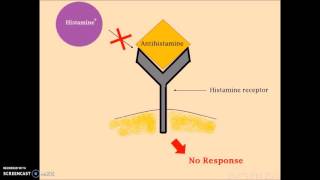 Histamine Part 2  Mechanism of Action of Histamine [upl. by Gwendolyn621]