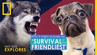 Why It Actually Might Be Survival of the Friendliest  Nat Geo Explores [upl. by Eirameinna]