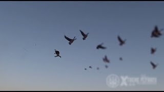 Hunting Canada Goose  Xtreme Flyways [upl. by Plath]