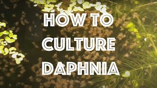 How To Culture Daphnia Magna [upl. by Afatsuom]