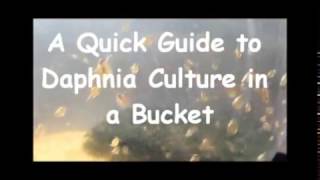 How to culture daphnia outside [upl. by Aitnyc921]