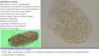 47 Practical Parasitology Dipylidium caninum Egg Packet Stage [upl. by Luapnaes]