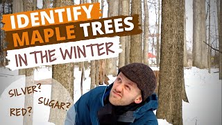 Systematically Identify Maple Trees During Winter Sugar Maple Red Maple Silver Maple [upl. by Dranoc]