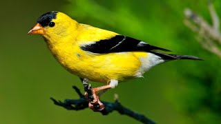 American Goldfinch Singing Song [upl. by Nonohcle427]