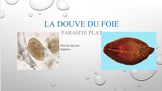 Parasitose et parasites alimentaires la DOUVE vidéo 24 [upl. by Orgel]