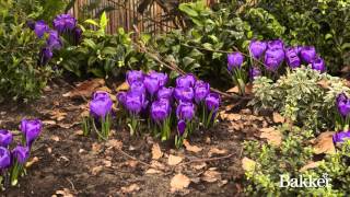 Timelapse  Crocus [upl. by Lianna680]