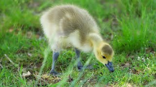 Baby Geese [upl. by Amato]