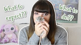 🏠 BRINGING HOME RATS 🏠  What to do amp Expect [upl. by Anyale]