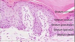 Histology of the Skin [upl. by Xirdnek]