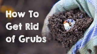 How to Get Rid of Grubs [upl. by Sparrow]