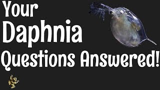 Daphnia Questions Answered [upl. by Heall]