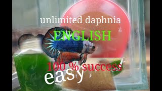 daphnia moina culture Easy way Unlimited production English  with sub Green water Chlorella [upl. by Grussing710]