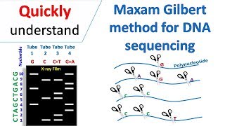 Maxam Gilbert sequencing [upl. by Enened471]