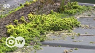 Bringing a bog back to life  DW English [upl. by Asset618]