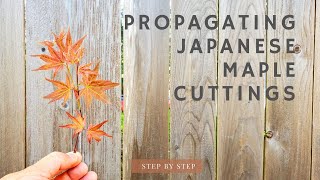 Propagate Japanese Maple from Cuttings Step by step [upl. by Leelahk]