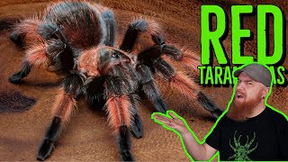 Top 10 RED Tarantulas that YOU NEED [upl. by Otrepur]