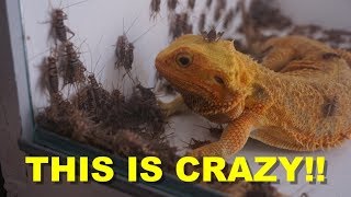 1000 Crickets VS 10 Bearded Dragons  ThanksGiving Treat [upl. by Lienaj851]