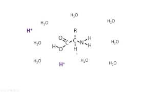 Protein Buffering System [upl. by Alleunamme]