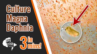 How to culture DAPHNIA MAGNA  The easy way [upl. by Sanoy]