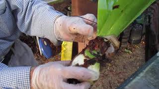 How to care for Amaryllis Bulbs after Blooming [upl. by Jefferson]