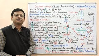 Diabetes Mellitus Part10 Mechanism of Action of Sulfonylurease  Antidiabetic Drugs  Diabetes [upl. by Anairda417]