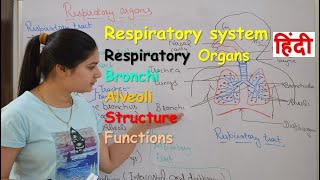 Respiratory system anatomy amp physiology in hindi  Organs  structure  functions [upl. by Tomlinson]