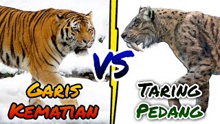 SMILODON VS HARIMAU ⁉️ EPIC BATTLE [upl. by Mitchael]