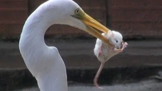 EGRET EATS MOUSE [upl. by Mcconaghy]